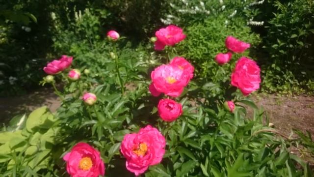 Paeonia Paula Fay