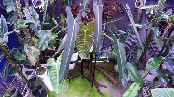Philodendron Spiritus Sancti - timelapse of the new leaf unfurling