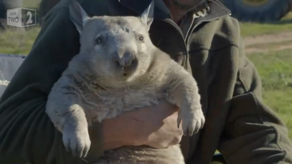 Пукающий вомбат смотреть онлайн