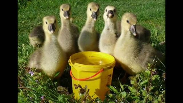 логоритмика Га-га-га www.logolife.ru смотреть онлайн