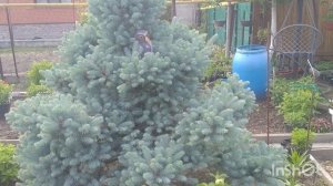 ОБРЕЗКА ЕЛИ .КАК СДЕЛАТЬ ЕЛЬ КРАСИВОЙ И ПУШИСТОЙ ???