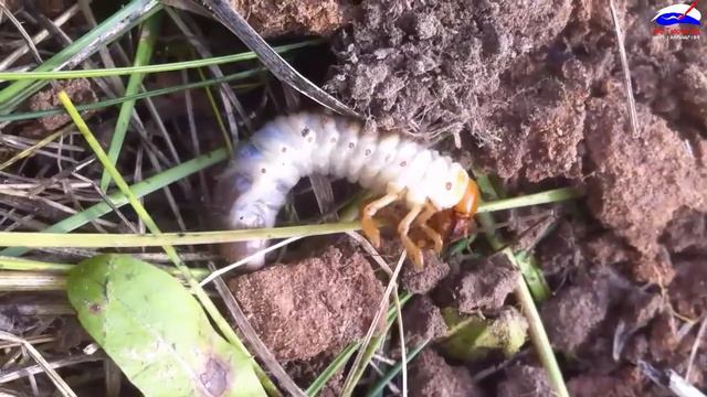 Интересное насекомое. Необычное насекомое. смотреть онлайн