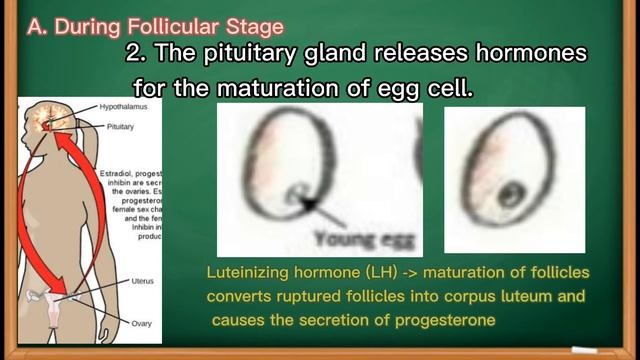 Menstrual Cycle | The Feedback Mechanism | Grade 10 Science | 3rd Quarter смотреть онлайн
