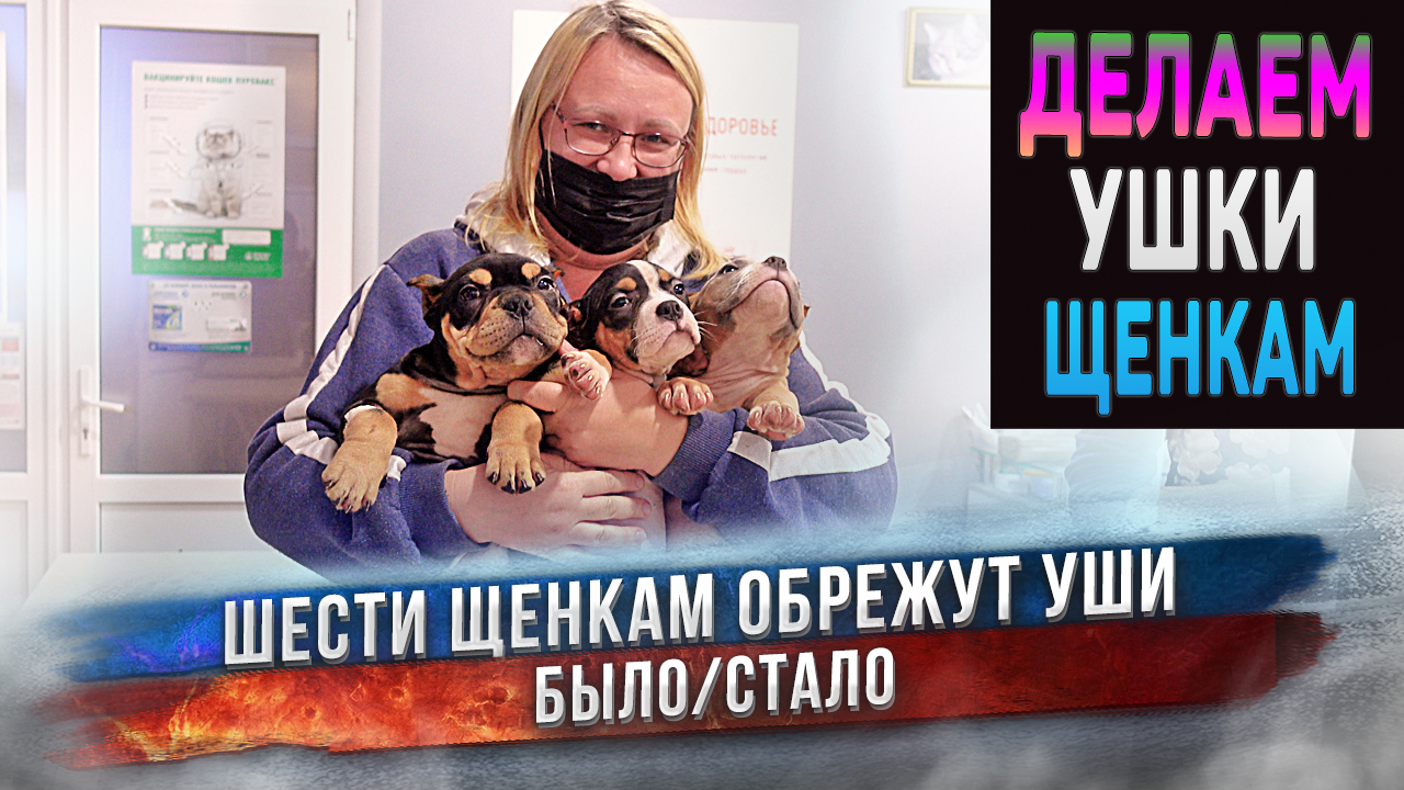 Щенкам обрежут ушки, чтобы было красивей! смотреть онлайн