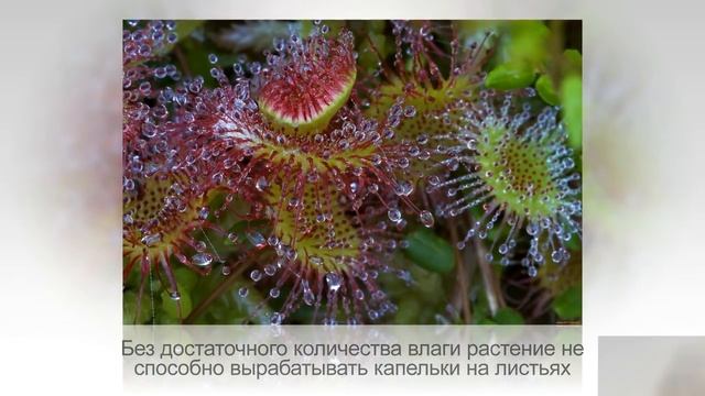 РОСЯНКА или Drosera, ПЛОТОЯДНОЕ экзотическое растение, ест насекомых. Советы по уходу