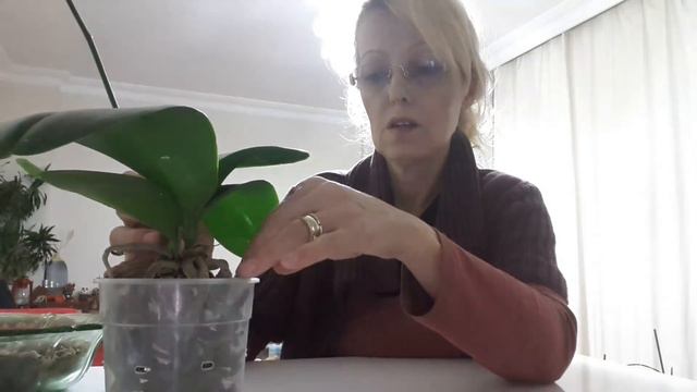 Orkide Dikimi 2 смотреть онлайн