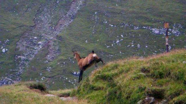 Дикие животные в горах Бучедж. Поход по Южным Карпатам. смотреть онлайн