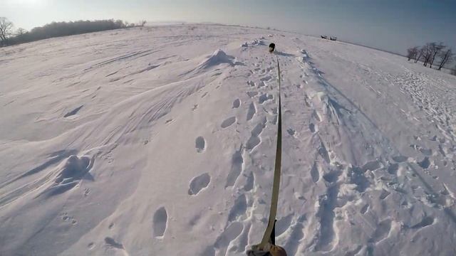 Бег развивает могомерное чутье, пешее движение тормозит развитие Следовая работа смотреть онлайн