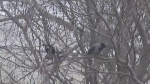 Corvus corone cornix (DOGS III) смотреть онлайн