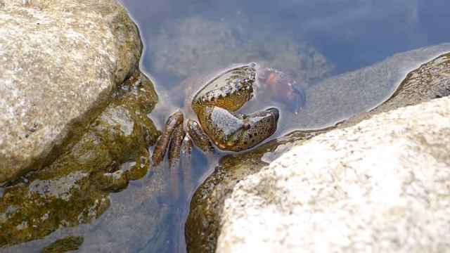 Форосский большой краб смотреть онлайн