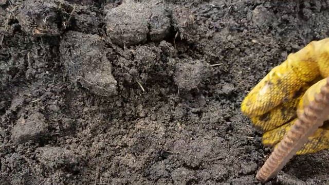 Вертикальная клумба из фасоли смотреть онлайн