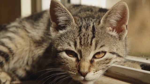ANGRY CAT SOUND FOR RATS смотреть онлайн