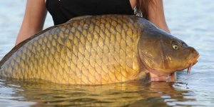 "Мышеловка" Снасть для ловли крупного карпа