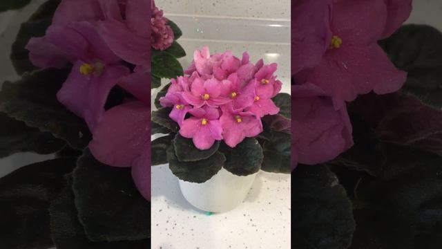 Обзор фиалки «Оптимара Мичиган» 💕