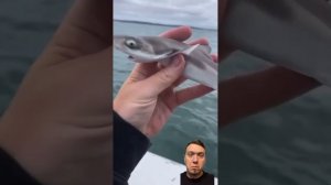Акуленок🦈