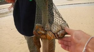 Сбор моллюсков в Тайланде