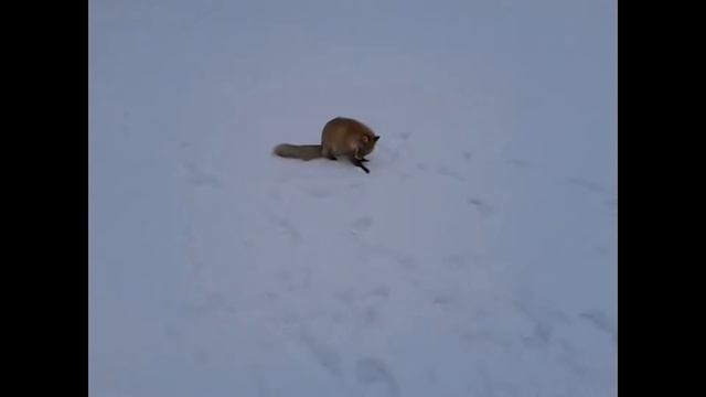 Приколы на рыбалке!!! Лиса на рыбалке!!! смотреть онлайн
