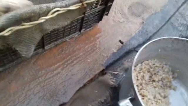 Пруд своими руками из бетона с биоплато. Линь пришёл в кормушку. смотреть онлайн