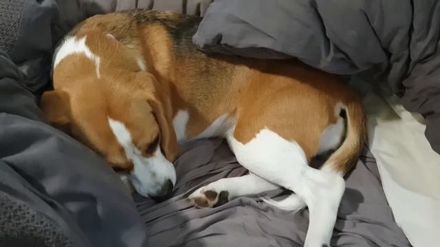 Cute beagle doesn't want to get out of bed смотреть онлайн