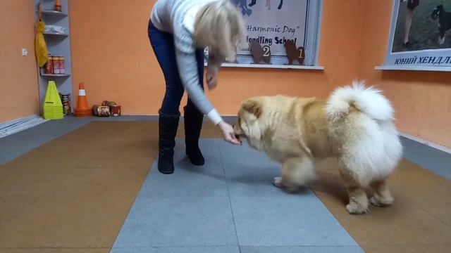 Тренінги для заспокоєння та розслаблення : вчимо собаку прогин на передні лапи смотреть онлайн