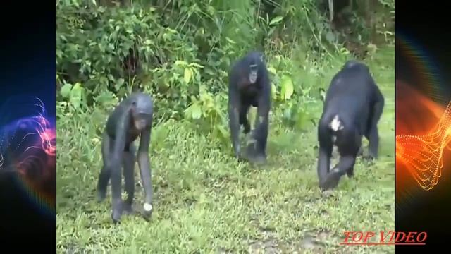 Amazing Bonobo Mating Like Human - best amazing bonobo mating like human beings смотреть онлайн