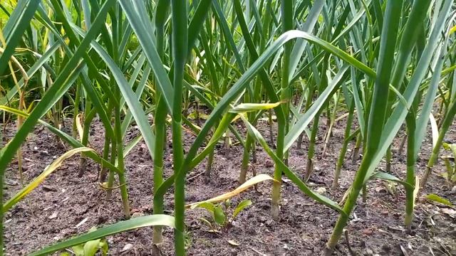 СУПЕР ЧЕСНОК. Когда выкапывать чеснок? и как его хранить. смотреть онлайн