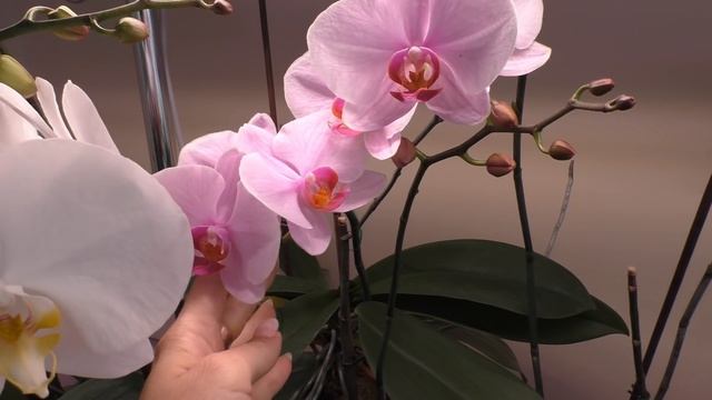 Орхидеи ЦВЕТУТ! ЦВЕТУТ! ЦВЕТУТ! смотреть онлайн