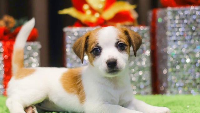 Щенки Джек Рассел терьера смотреть онлайн