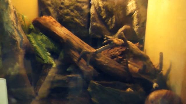 КАЛИНИНГРАД Зоопарк Кёнигсберга лучший в России Видео про животных Муравьед Слон ЖИРАФ Строили немц смотреть онлайн