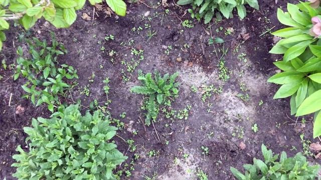 Как избавиться от сорняков без химии и прополки. смотреть онлайн