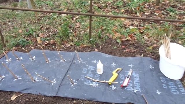 Размножение черной смородины черенками под черной пленкой. смотреть онлайн