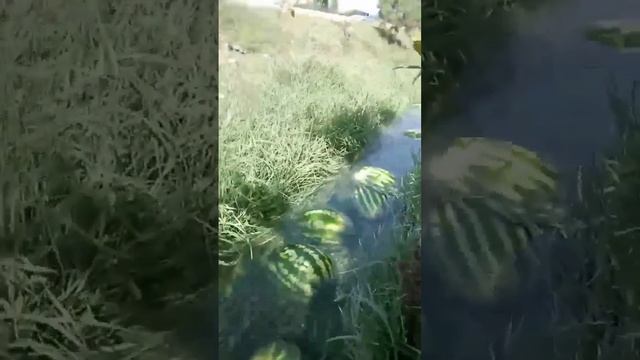 Арбуз таджикистан смотреть онлайн