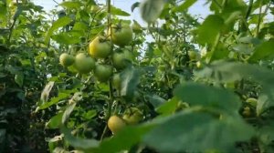 Томат розовый Пинк Айди F1