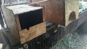 Каким должен быть маточник для Кроликов.