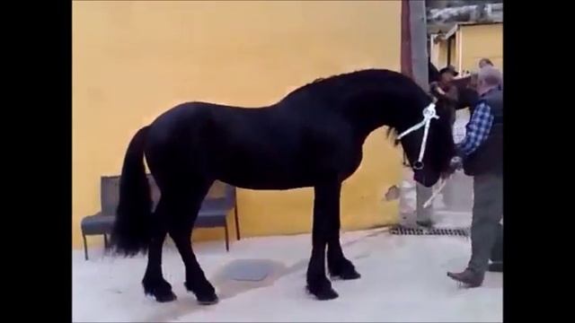 Самая дорогая лошадь в мире смотреть онлайн