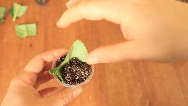 Размножение стрептокарпусов, успех 99% Как укоренить стрептокарпус Юлия Датта смотреть онлайн