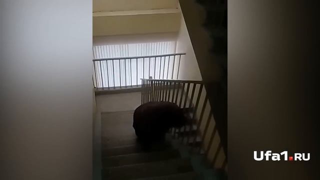 В поликлинике не работает лифт смотреть онлайн