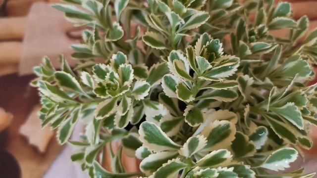 Потрясающей красоты новинка! Вечнозеленый засухоустойчивый многолетник, меняющий цвет листвы смотреть онлайн