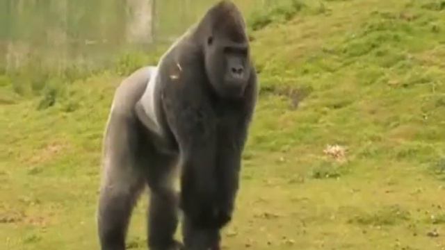 гориллы Хоулетс катаются с горки смотреть онлайн