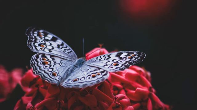 Relax. Piano music. Relaxing music.Meditation music!!! смотреть онлайн