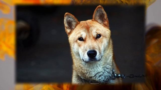 Собака - Китайский гороскоп 2023 Знаки Восточного гороскопа по годам | Что значит твой Год Рождения