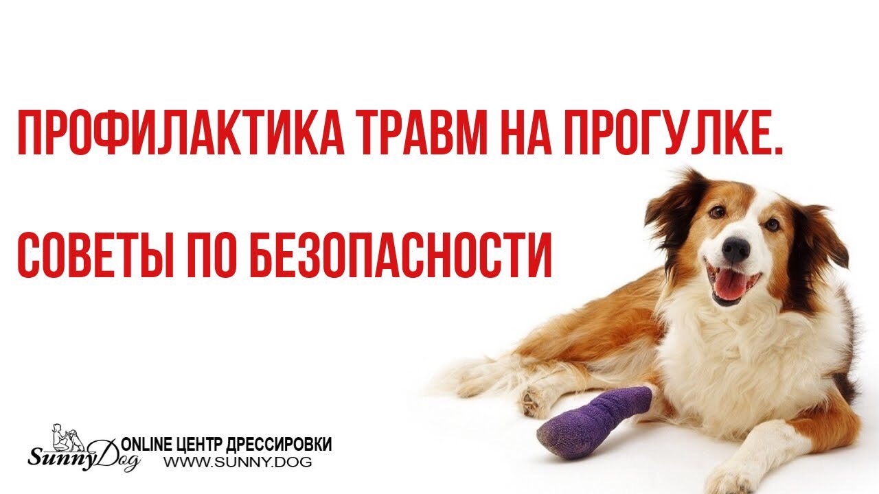 Профилактика травм на прогулке. Советы по безопастности. Часть 2. Курс по Дог-Фитнесу
