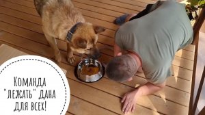 Распаковка с Псом Кубиком подарочков от Triol, GiGwi, ReptiZoo