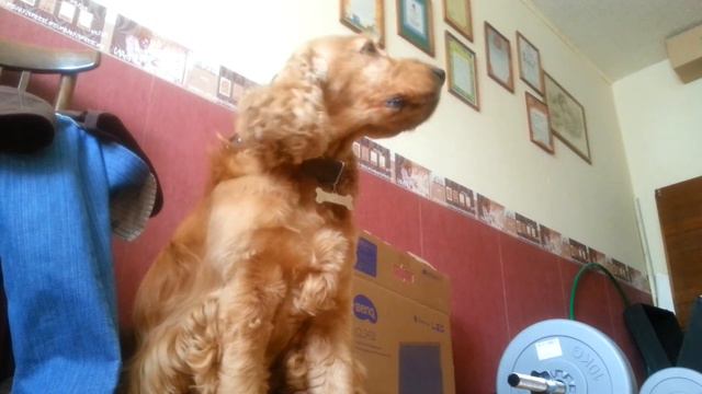 Собака поет под песню Sail смотреть онлайн