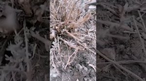 Обрезка лаванды весной.