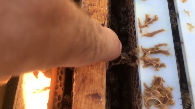 Checking for Cell Emergence смотреть онлайн