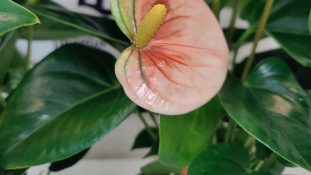 ✅В наличии. Антуриум Сенса / Anthurium Sensa диаметр горшка 12 см, высота растения около 35 см. смотреть онлайн