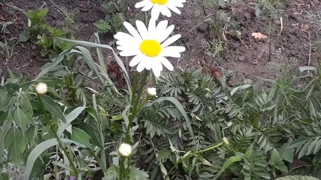 Гортензия (Hydrangea)мир цветов.Hydrangea (Hydrangea)the world of flowers. смотреть онлайн