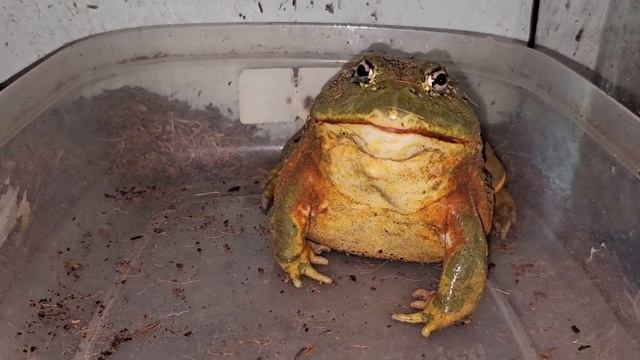 African Bullfrog Catches 4 Hamsters - Warning Live Feeding