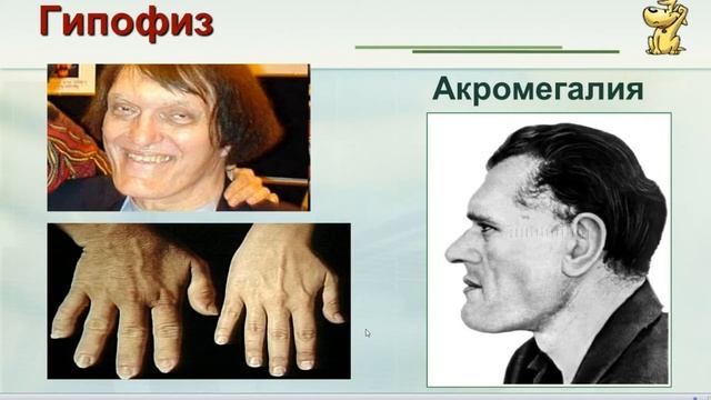 Гуморальная регуляция. ЭНДОКРИННАЯ СИСТЕМА смотреть онлайн